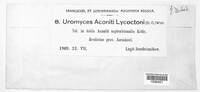 Uromyces aconiti image